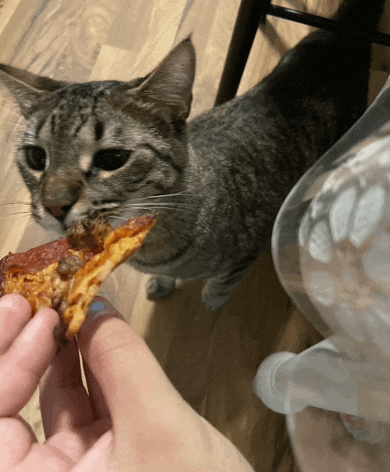 a cat looking at a person holding a slice of pepperoni pizza