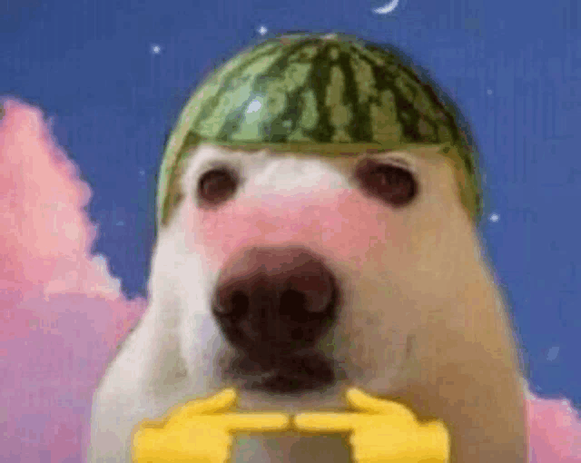 a dog with a watermelon on its head is holding a watermelon .