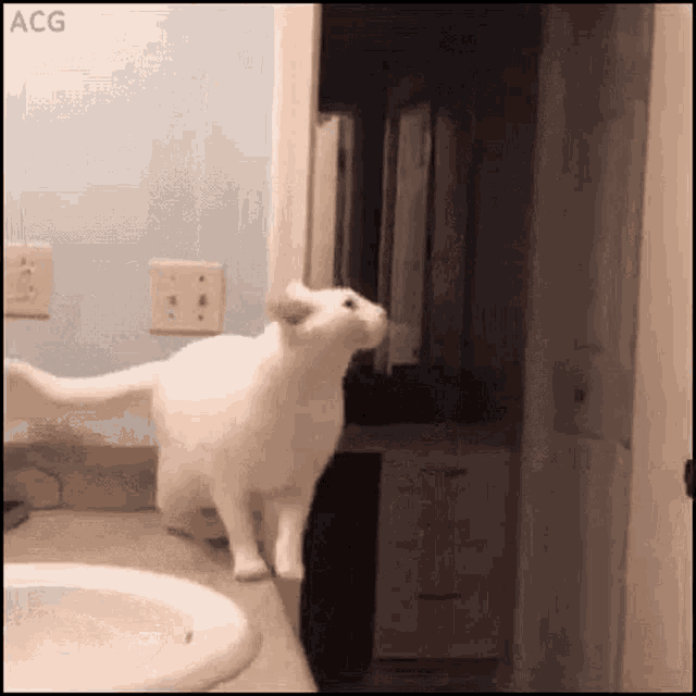 Cat Fail GIF - Cat Fail Funny GIFs