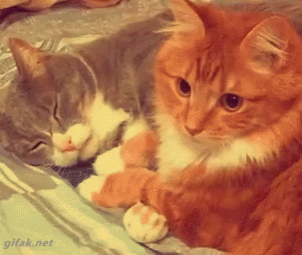Cat Cuddle GIF - Cat Cuddle Fluffy GIFs