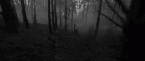 Forest GIF - Forest GIFs