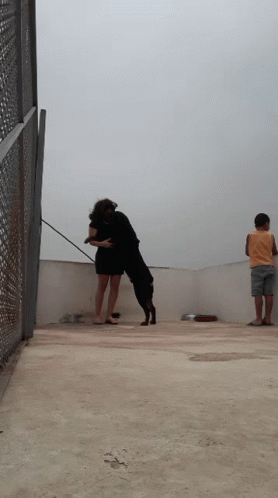 Dog Rooftop GIF - Dog Rooftop Pet GIFs