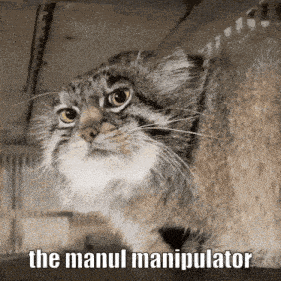 The Manul Manipulator Yucca GIF - The Manul Manipulator Manul Yucca GIFs