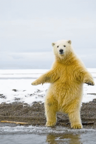 Polar Bear Dance GIF - Polar Bear Dance Party Hard GIFs