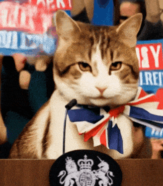 a cat sitting at a podium with a sign that says isy
