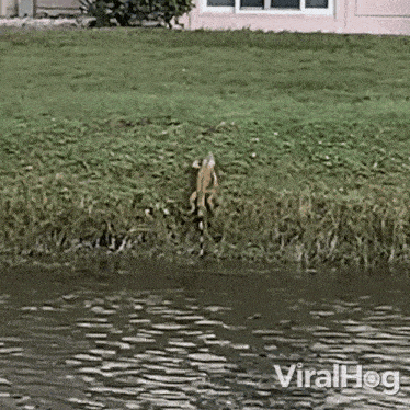 Crawl Out Of The River Iguana GIF - Crawl Out Of The River Iguana Viralhog GIFs