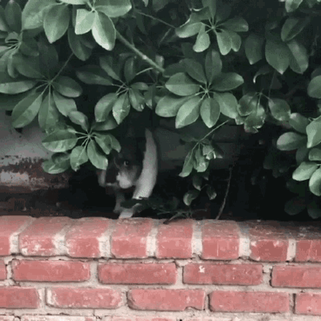 a black and white cat is hiding behind a bush