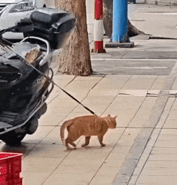 a cat on a leash is walking down a sidewalk next to a scooter
