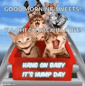 a group of cats are riding on a roller coaster and laughing .