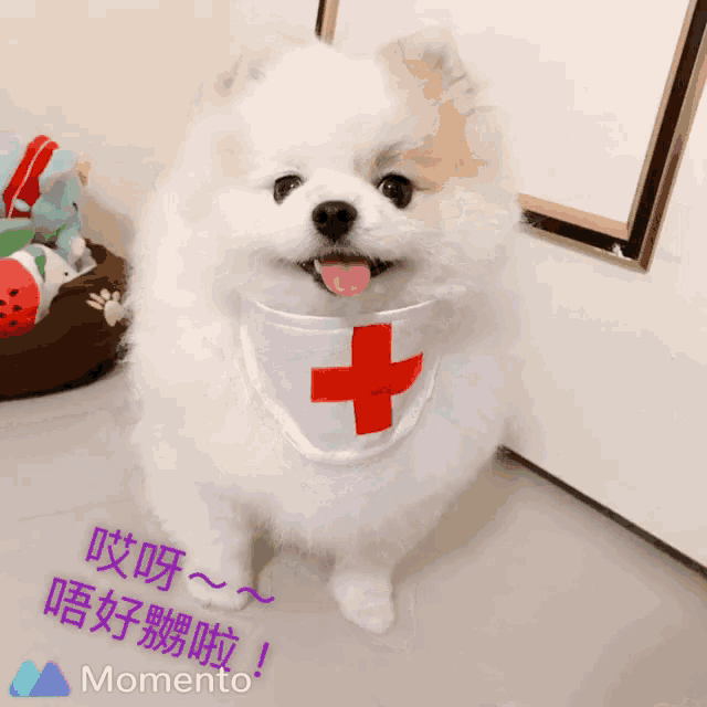 a small white dog wearing a bandana with a cross on it
