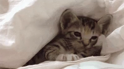 Sleepy Kitty GIF - Cat Kitten Cats GIFs