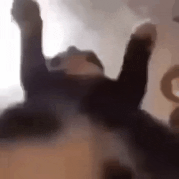 a cat is laying on its back with its paws up .