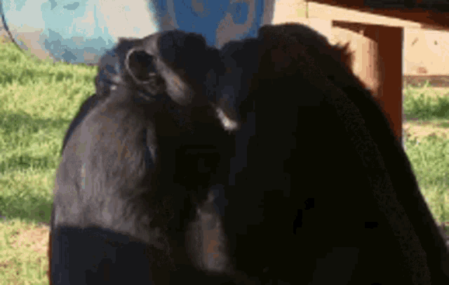 a group of chimpanzees standing next to each other