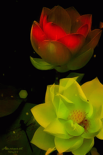 Flower571 Lotus57 GIF - Flower571 Lotus57 Redgreen GIFs
