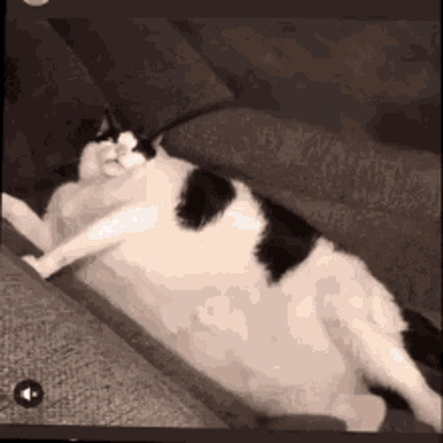 Cat Fat GIF - Cat Fat Funny GIFs