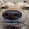 a close up of a dog 's nose with its eyes closed .