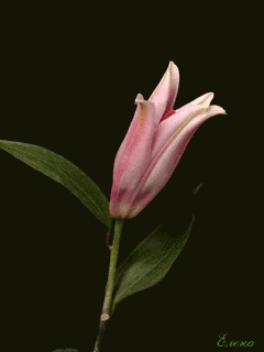 Rosas Bonitas GIF - Rosas Bonitas GIFs