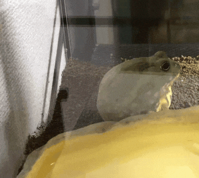 a frog is sitting in a yellow container