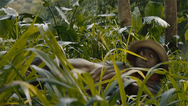 a man in a hat is laying in the tall grass