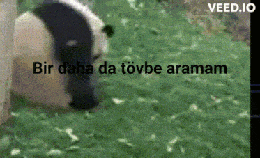 Panda Takla GIF - Panda Takla GIFs