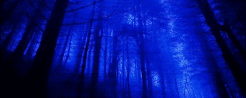 looking up at the trees in a dark blue forest at night .