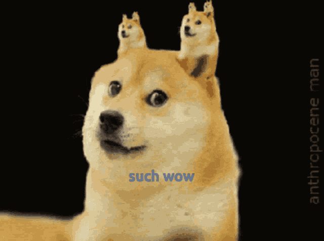 Wow GIF