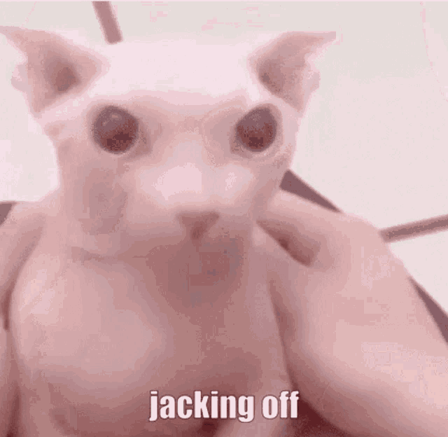 a close up of a person holding a hairless cat with the words jacking off written on it .