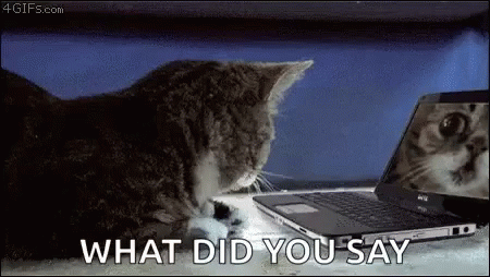 What Did You Say Cat GIF - What Did You Say Cat Shocked GIFs