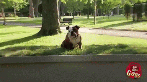 Hungover Dog Is Hungover GIF - Dogs Cute GIFs