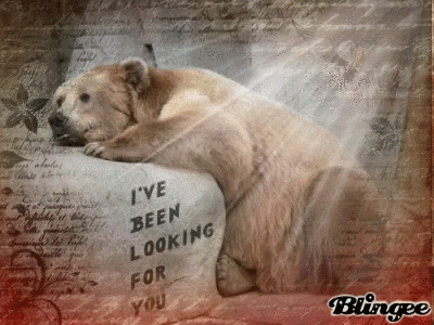 Sad Bear Ive Been Looking For You GIF - Sad Bear Ive Been Looking For You Crying GIFs