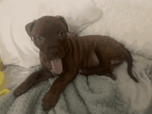 a brown puppy is laying on a blanket with its tongue hanging out