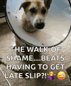 Dog Cone Of Shame GIF - Dog Cone Of Shame Sick GIFs