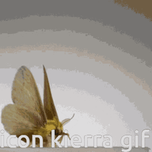 Kierra Moth GIF - Kierra Moth Iconic GIFs
