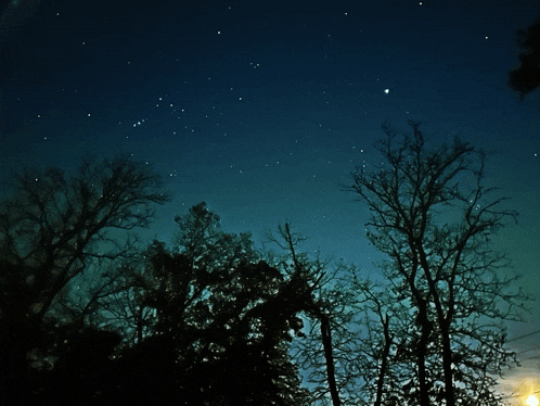 a night sky with trees in the foreground