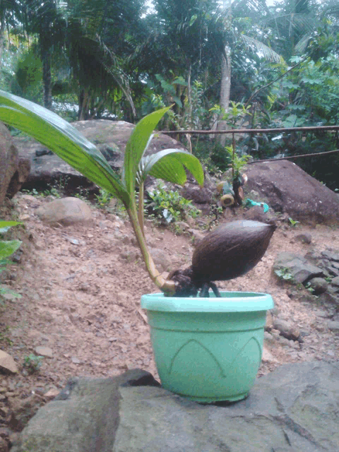a small plant in a green pot is growing out of a rock