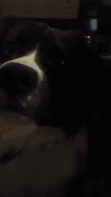 a black and white dog is sitting in front of a window