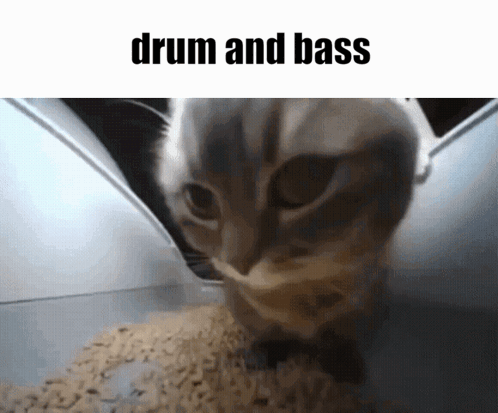 Dnb Drum And Bass GIF - Dnb Drum And Bass Drum And Bass Cat GIFs