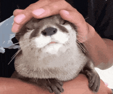 a person is petting a small otter on their head