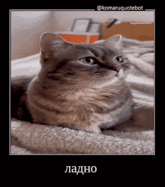 a cat is laying on a blanket with a caption in russian