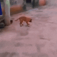 a dog is walking on its hind legs on a carpet .