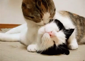 秀恩爱，猫咪，舔毛 GIF - Pda Cat Kitten GIFs