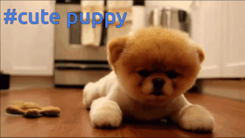 Cute Puppy Dog GIF - Cute Puppy Dog Awwwwww GIFs