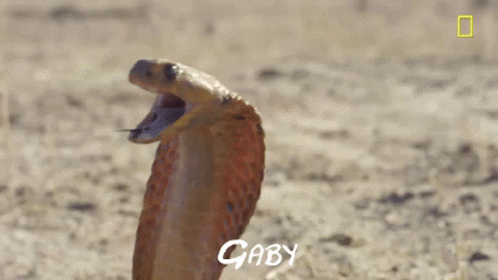 Gaby Snake GIF