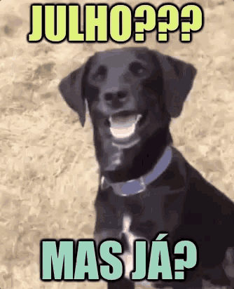 Julho Seja Bem Vindo / Calendário / Mês / Boquiaberto / Cachorro GIF - Amazed Dog July GIFs