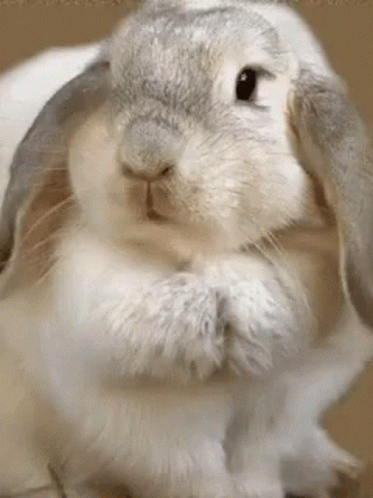 Bunny Cute GIF - Bunny Cute Sniffing GIFs