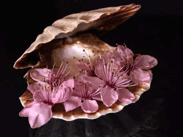a shell with pink flowers inside of it on a black background