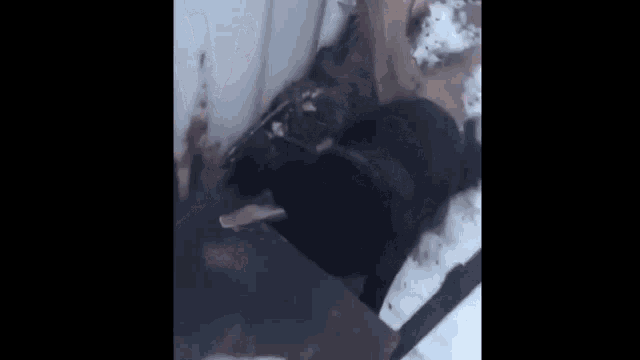 a black bear is eating a piece of meat while standing next to a dog .