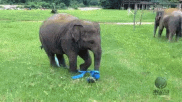 Funny Animals Elephant GIF - Funny Animals Elephant GIFs