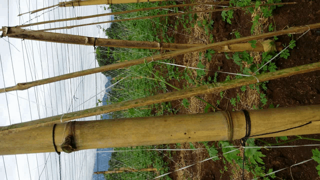 a row of bamboo poles are tied together with wire
