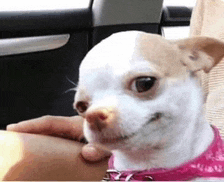 a chihuahua wearing a pink collar is being held by a person